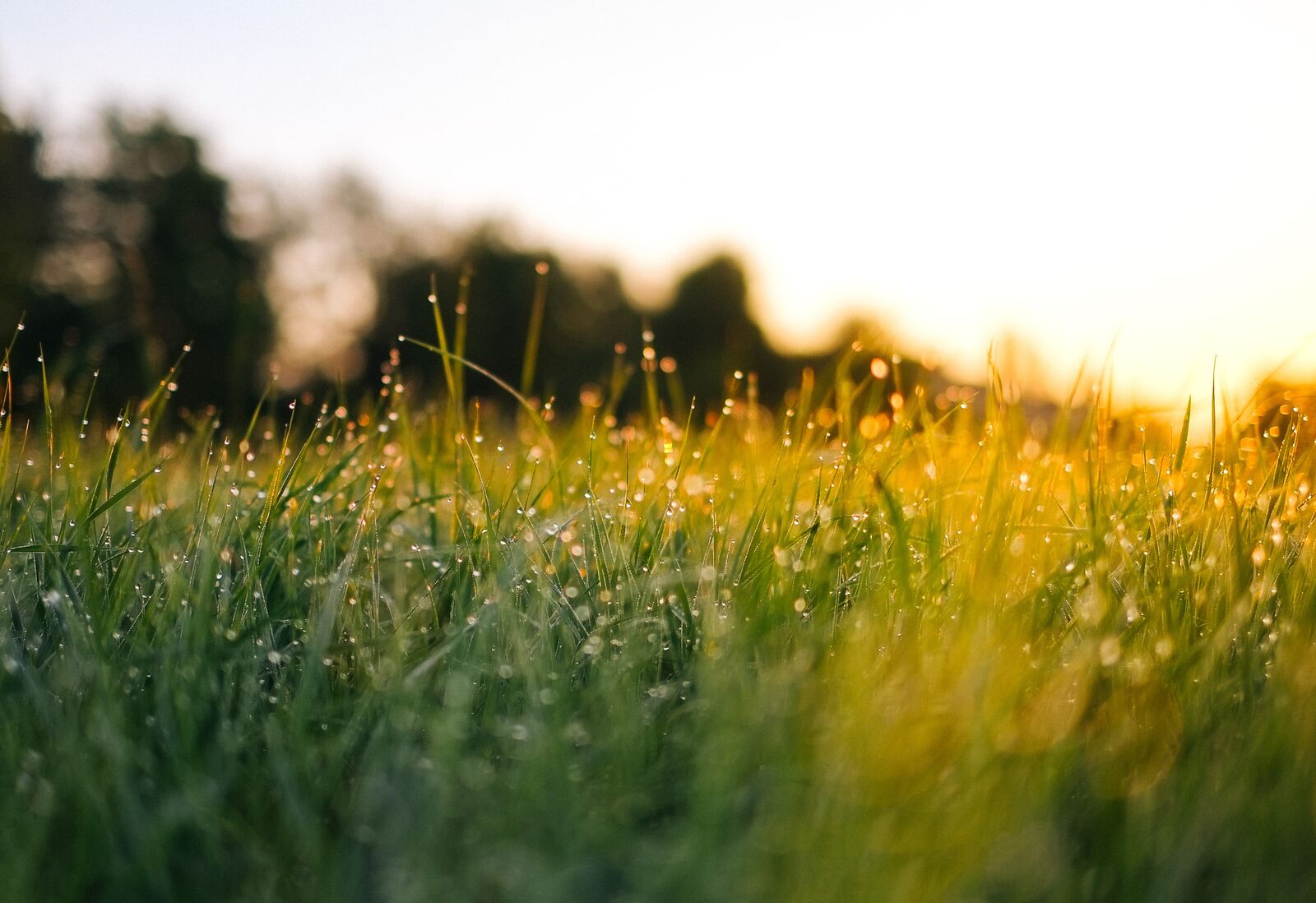 Rosée du matin dans l'herbe