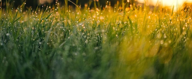 Rosée du matin dans l'herbe