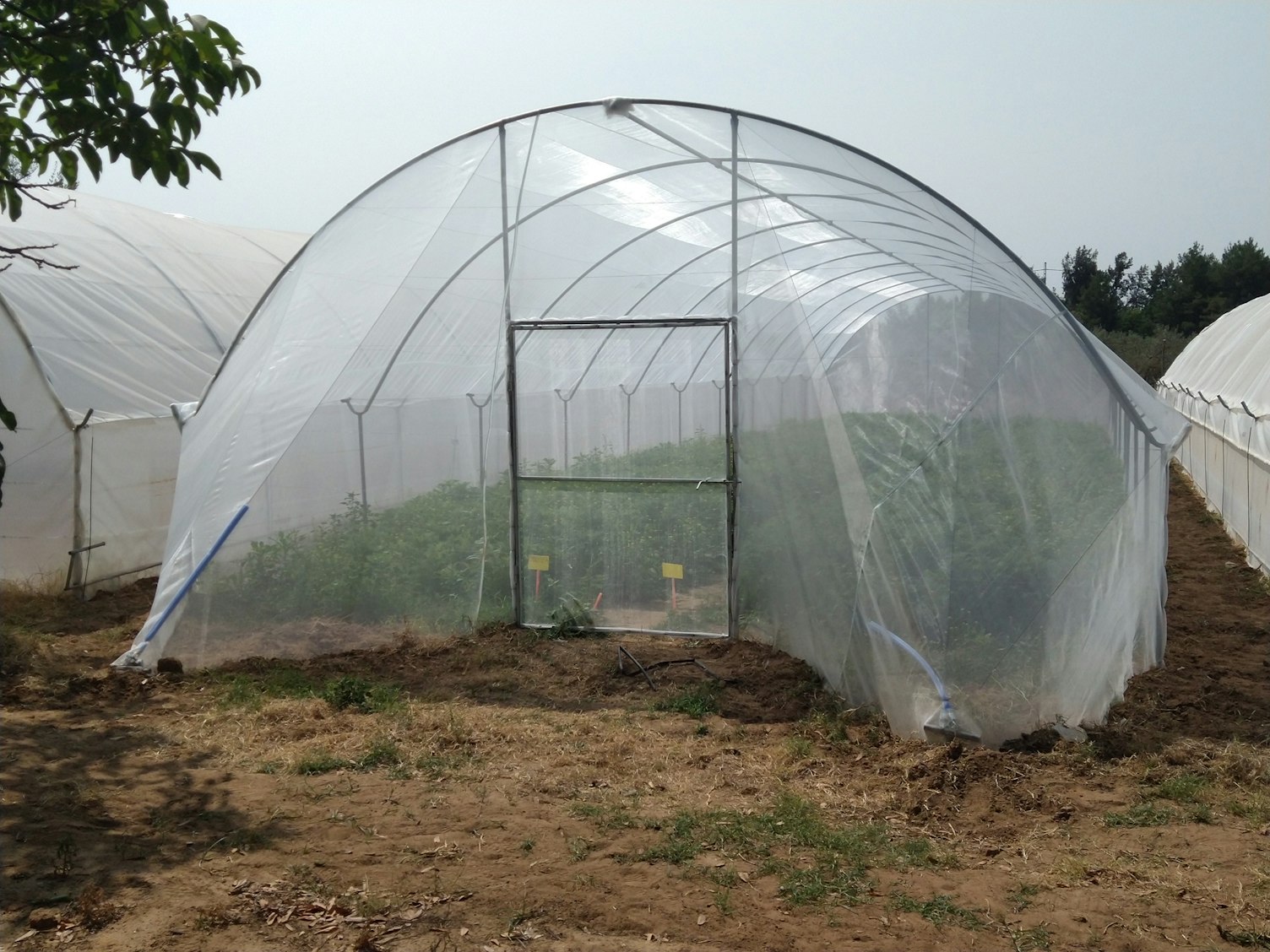 Multi Tunnel Greeenhouse