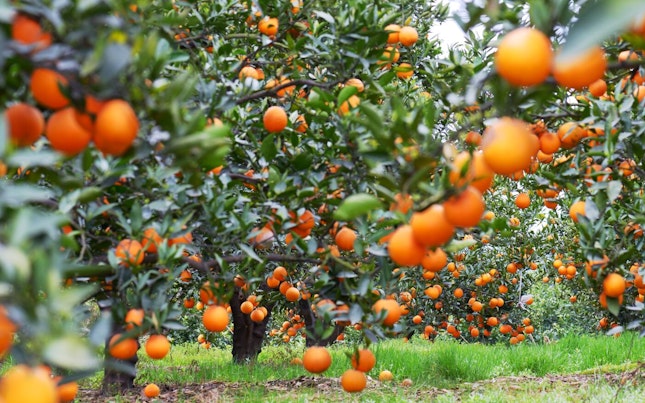 Oranges Trees in an Orchard