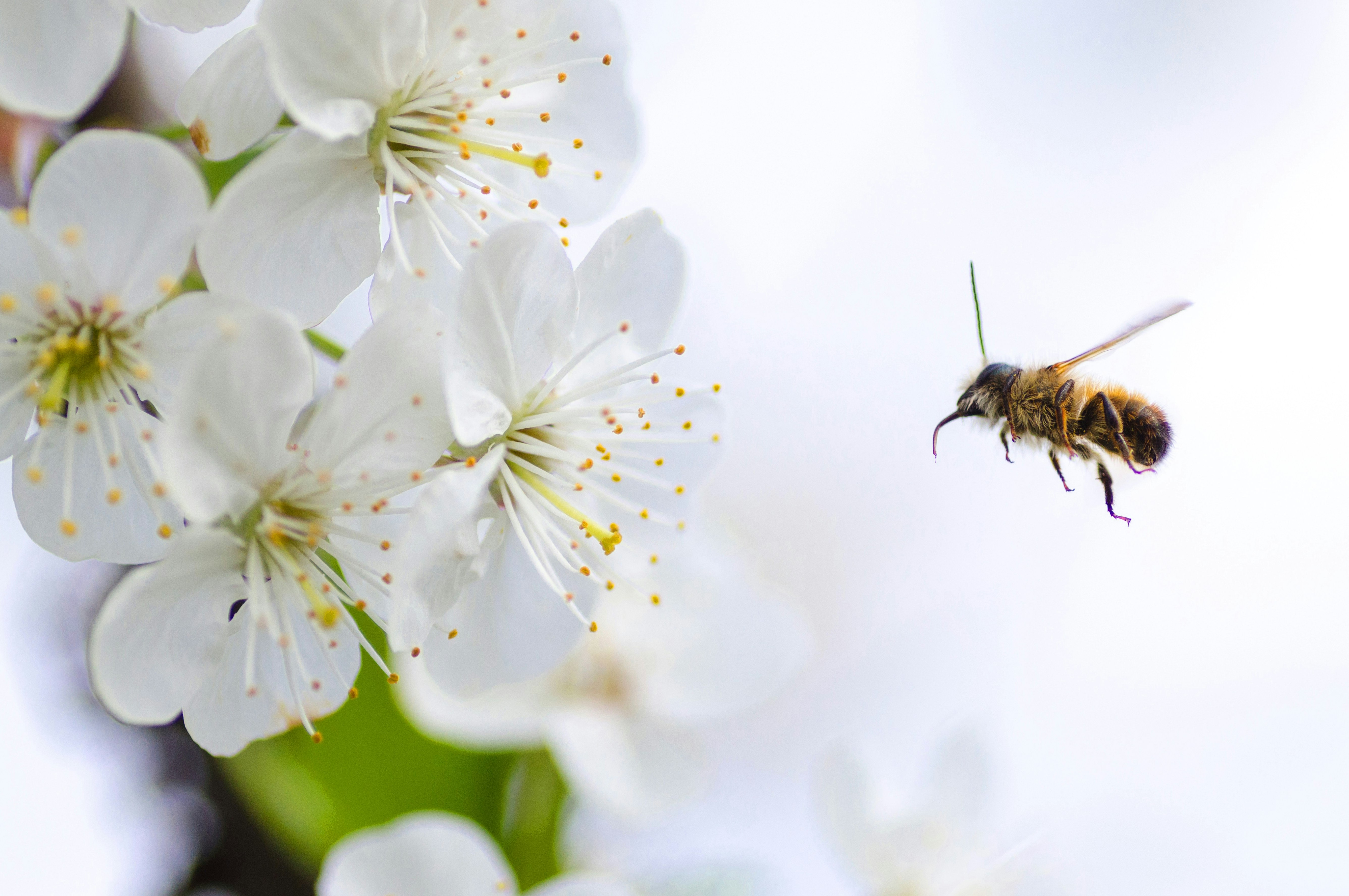 orig bee flying Pexels