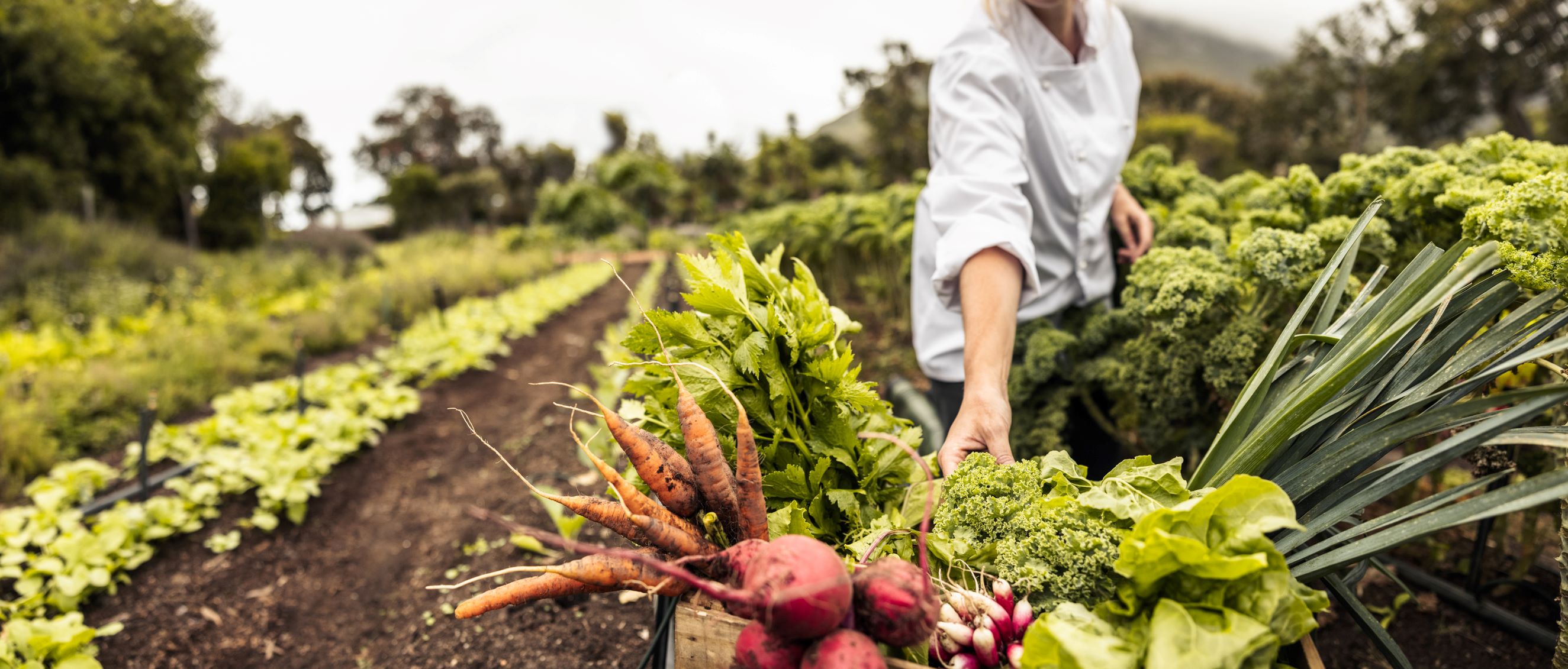 Saúde e segurança alimentar: o elo mais crítico da cadeia