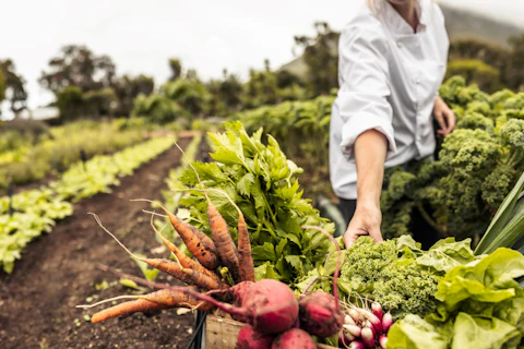 Saúde e segurança alimentar: o elo mais crítico da cadeia