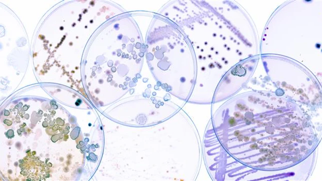 Laboratório de Microbiologia SGS Portugal Laboratório de Microbiologia SGS Portugal
