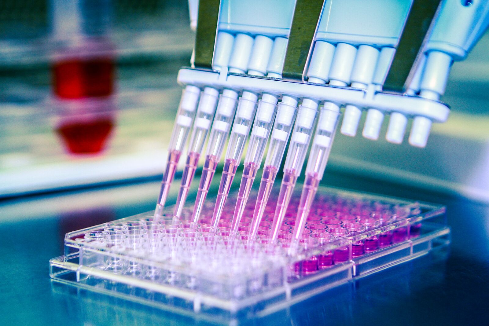 Test cam plakasındaki mikroorganizmalar