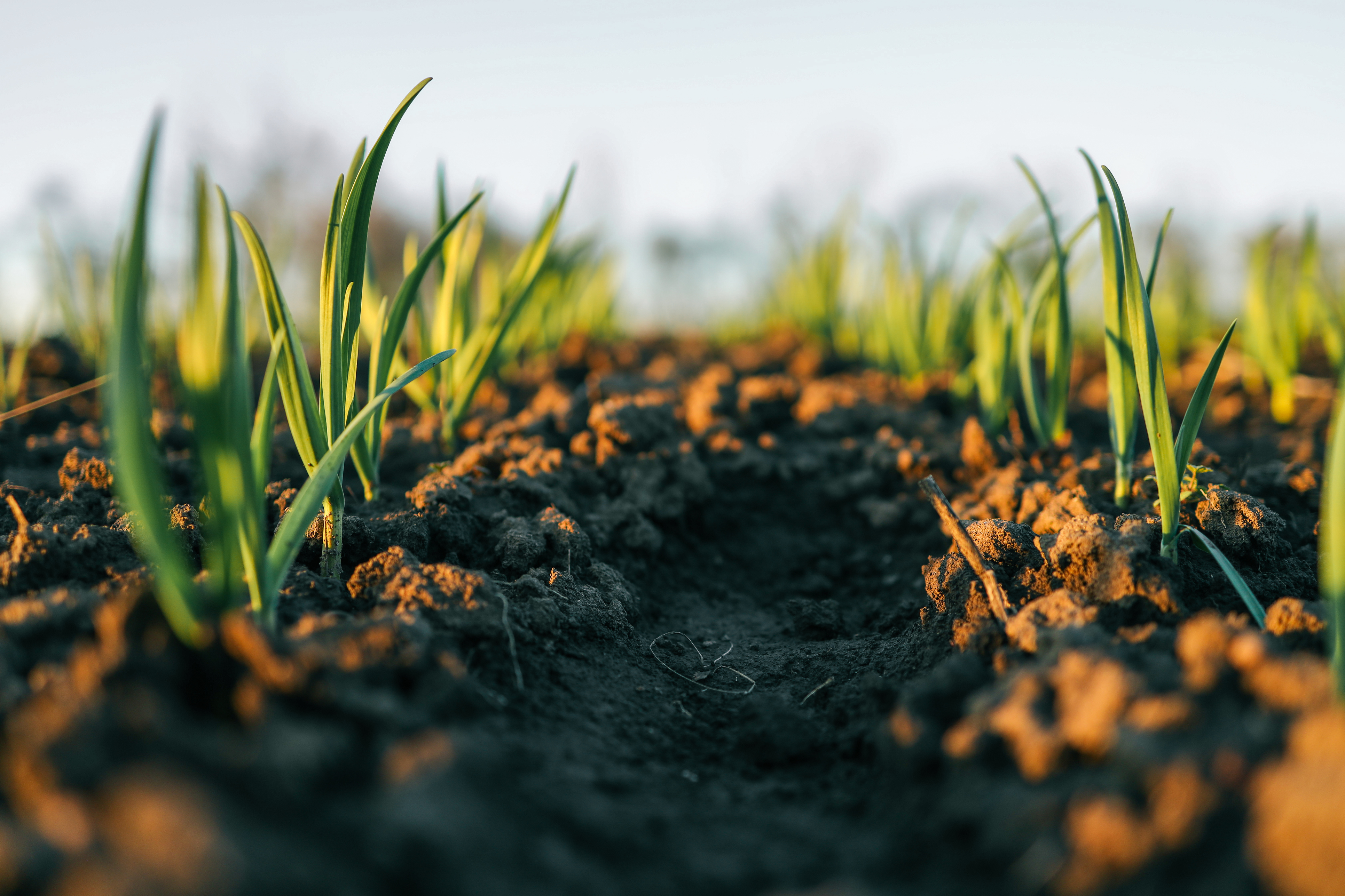 Da contaminação dos solos ao prato: impacto na agricultura