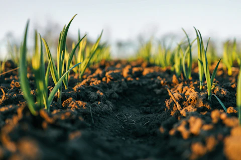 Da contaminação dos solos ao prato: impacto na agricultura
