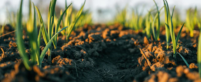 Da contaminação dos solos ao prato: impacto na agricultura