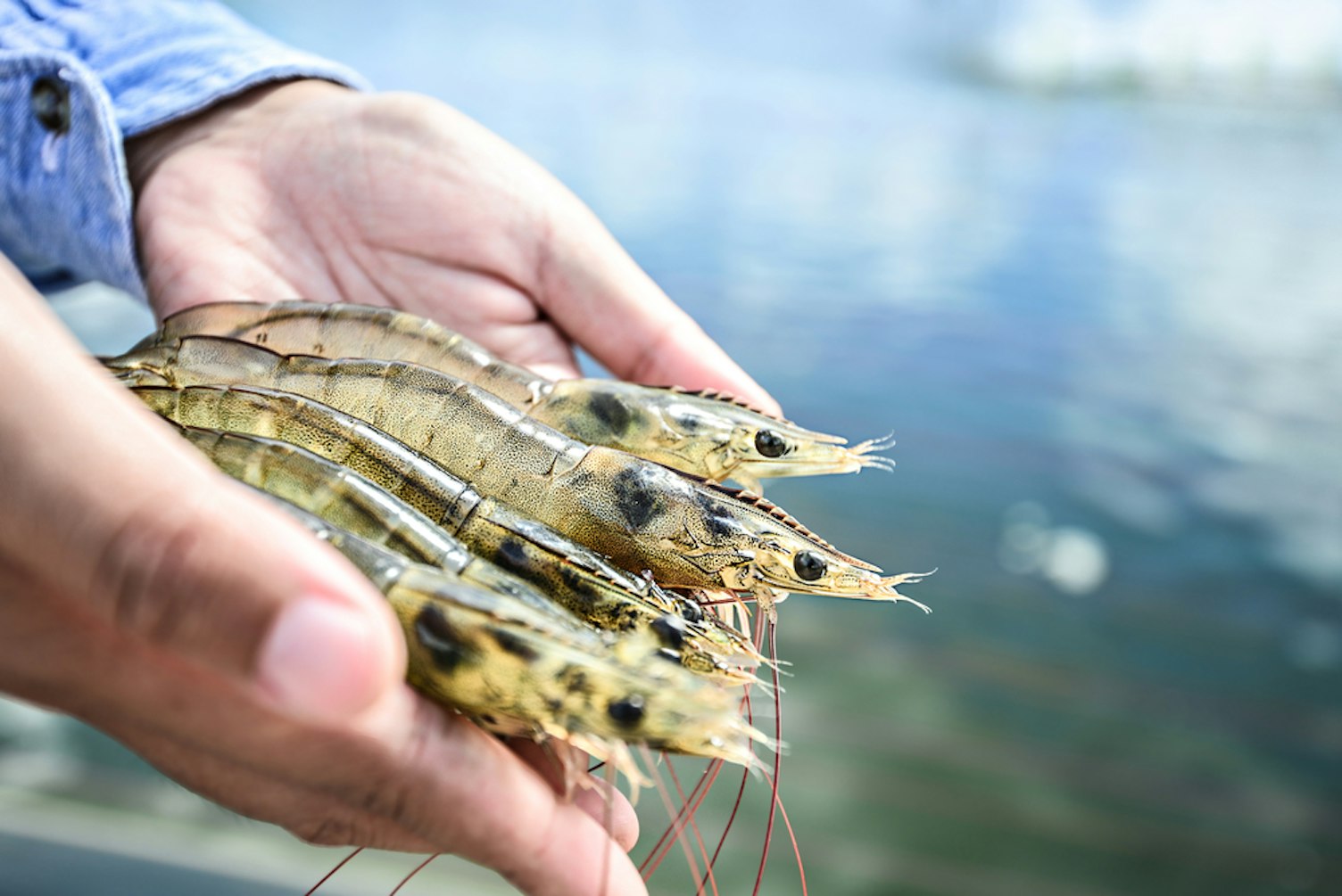 Raw white shrimp on hands in front of the aquaculture pond