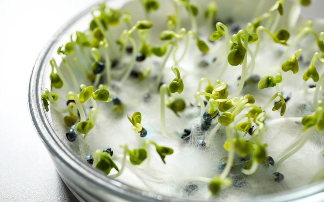 Seed Quality Germination