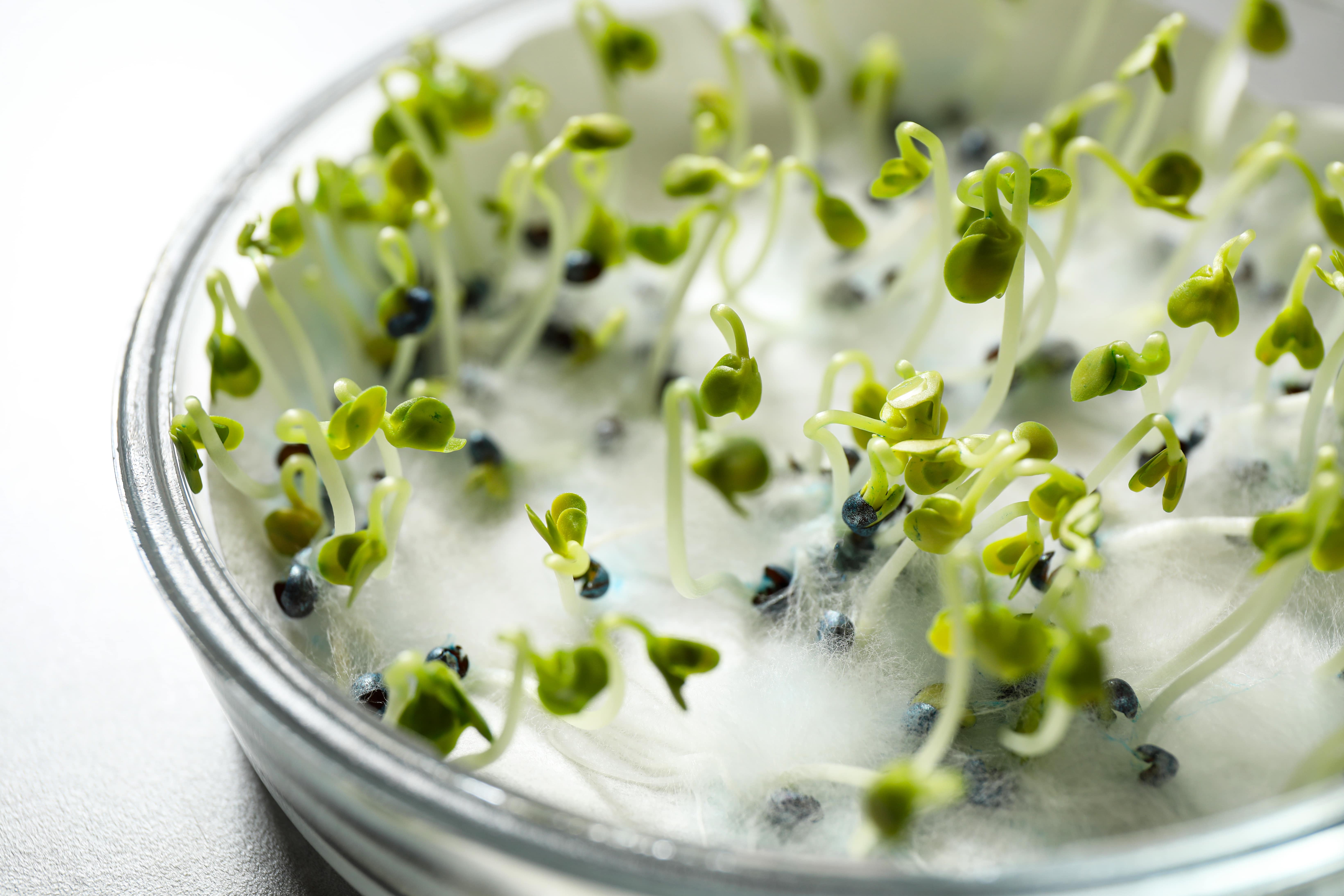 Seed Quality Germination