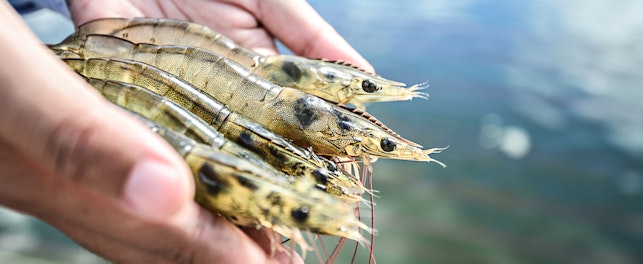 Shrimps in Hand