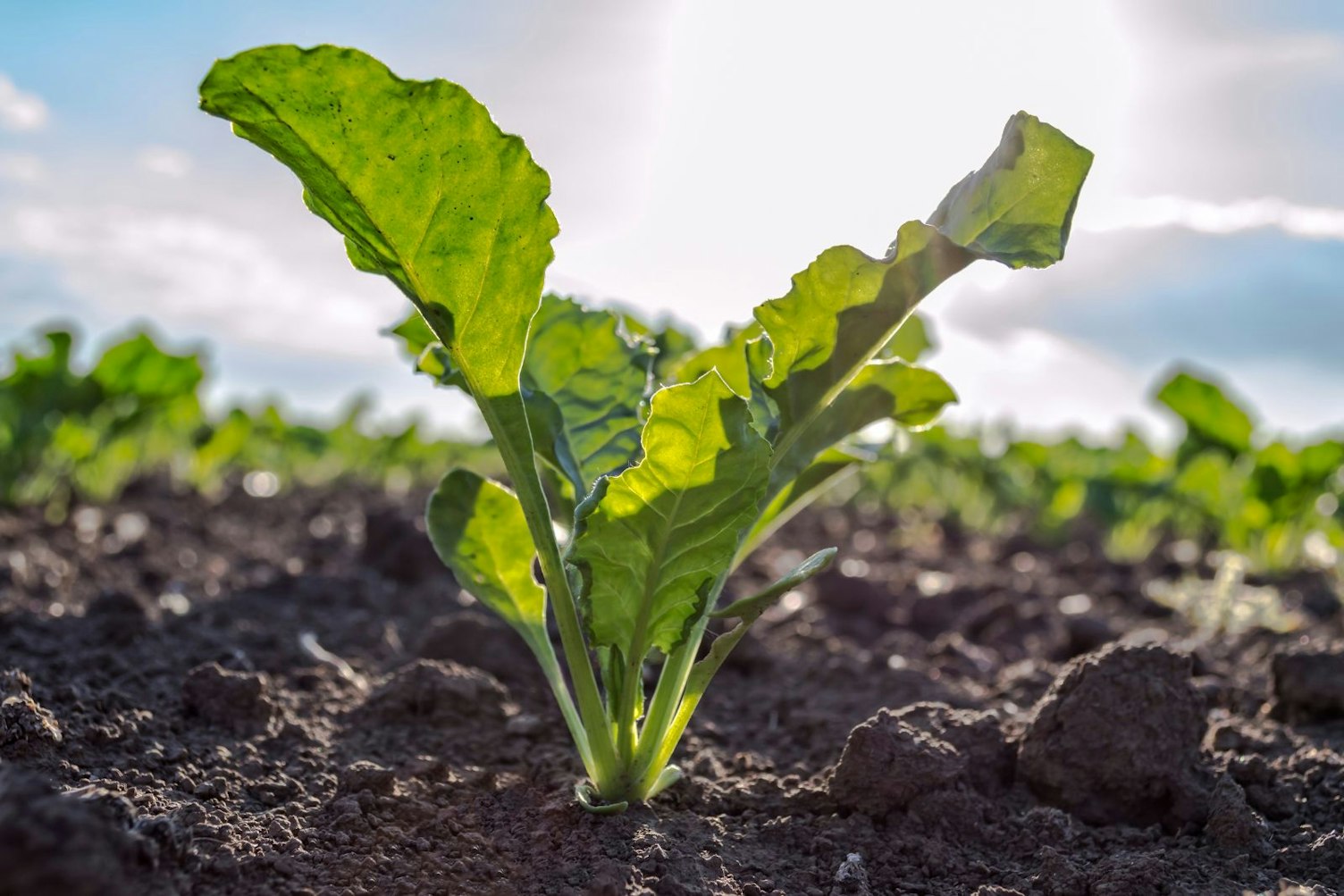 Sugar Beet Plant in a Field