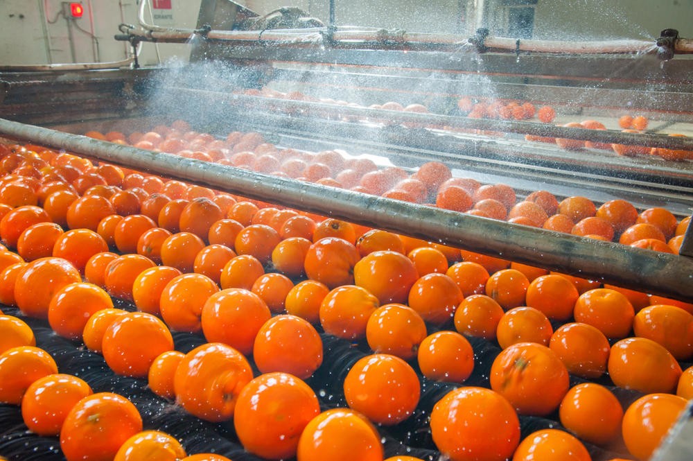 The process of washing and cleaning of citrus fruits in a modern production line