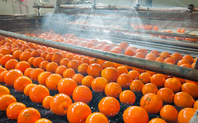 The process of washing and cleaning of citrus fruits in a modern production line