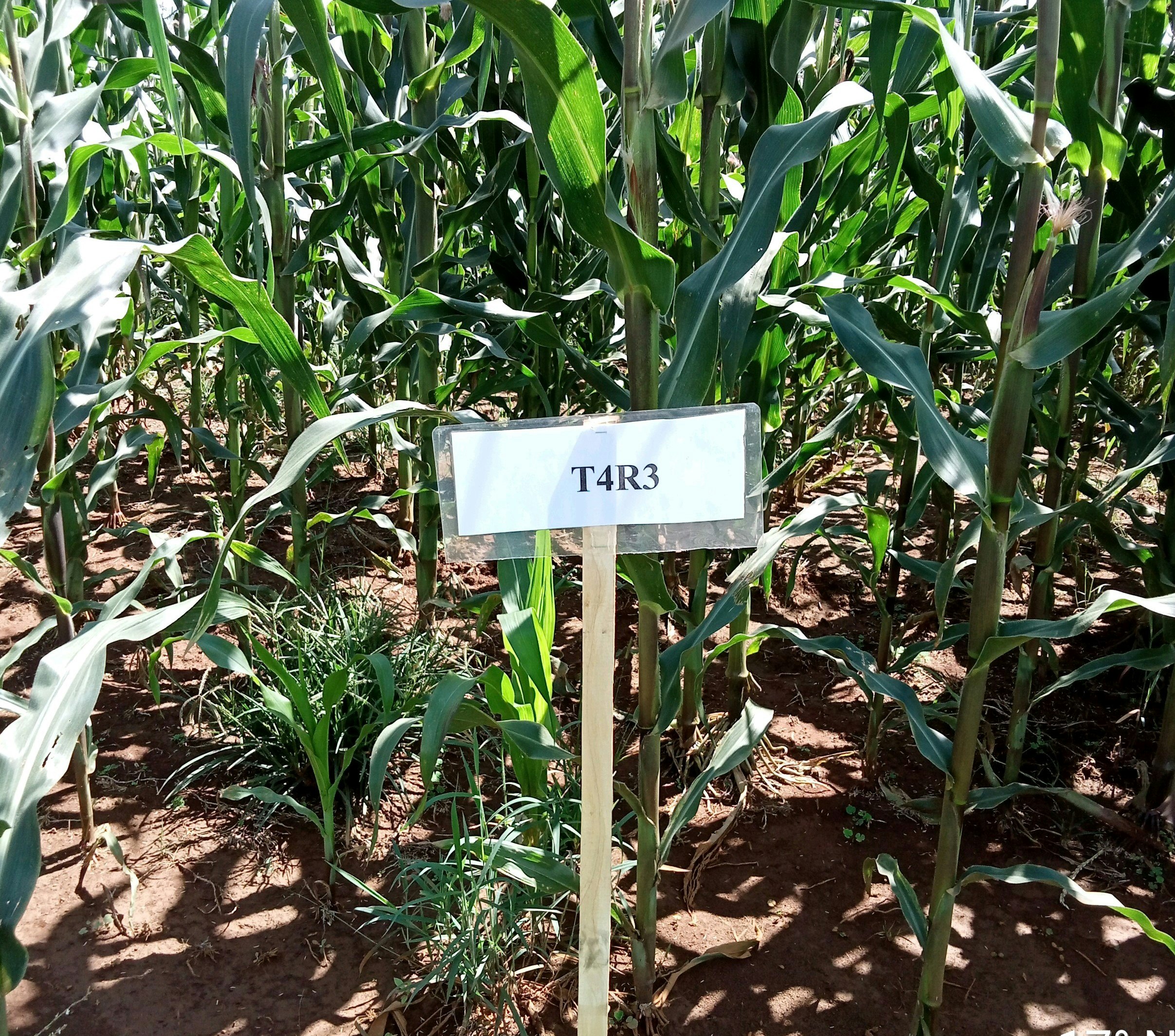 Trial on Maize in Progress