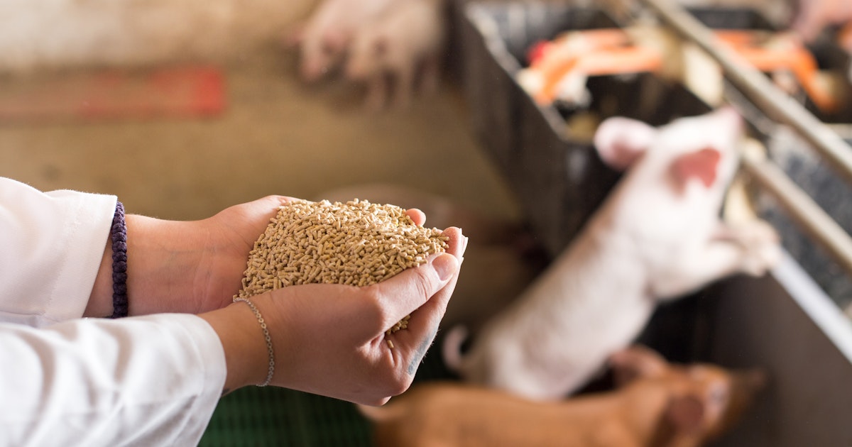 ISO 22000 Animal Feed | SGS