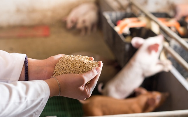 Veterinario sosteniendo alimentos secos en gránulos en las manos y ofreciéndolos a lechones en un establo