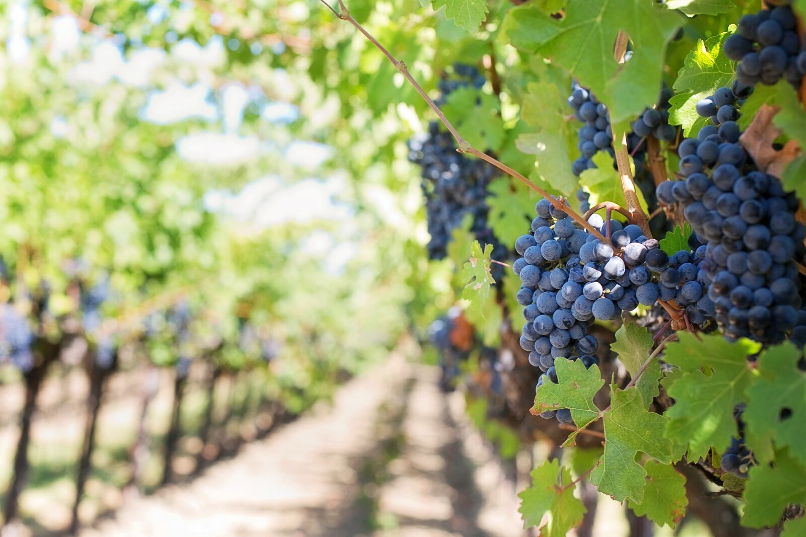 large-Vineyard-Global-GAP