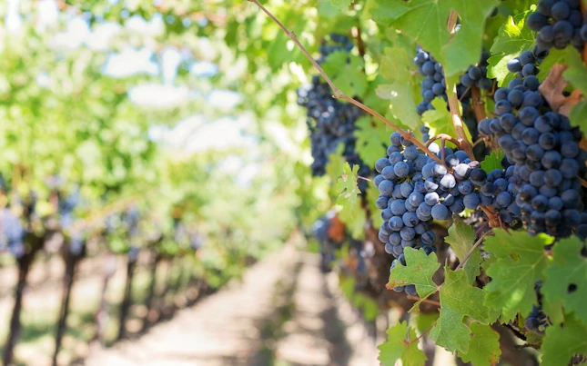 large-Vineyard-Global-GAP