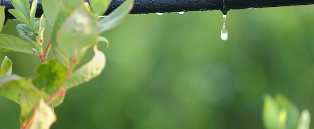 Monitorização da água na canábis
