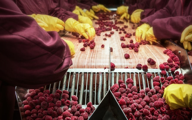 Workers on the assembly line in sorting frozen raspberries