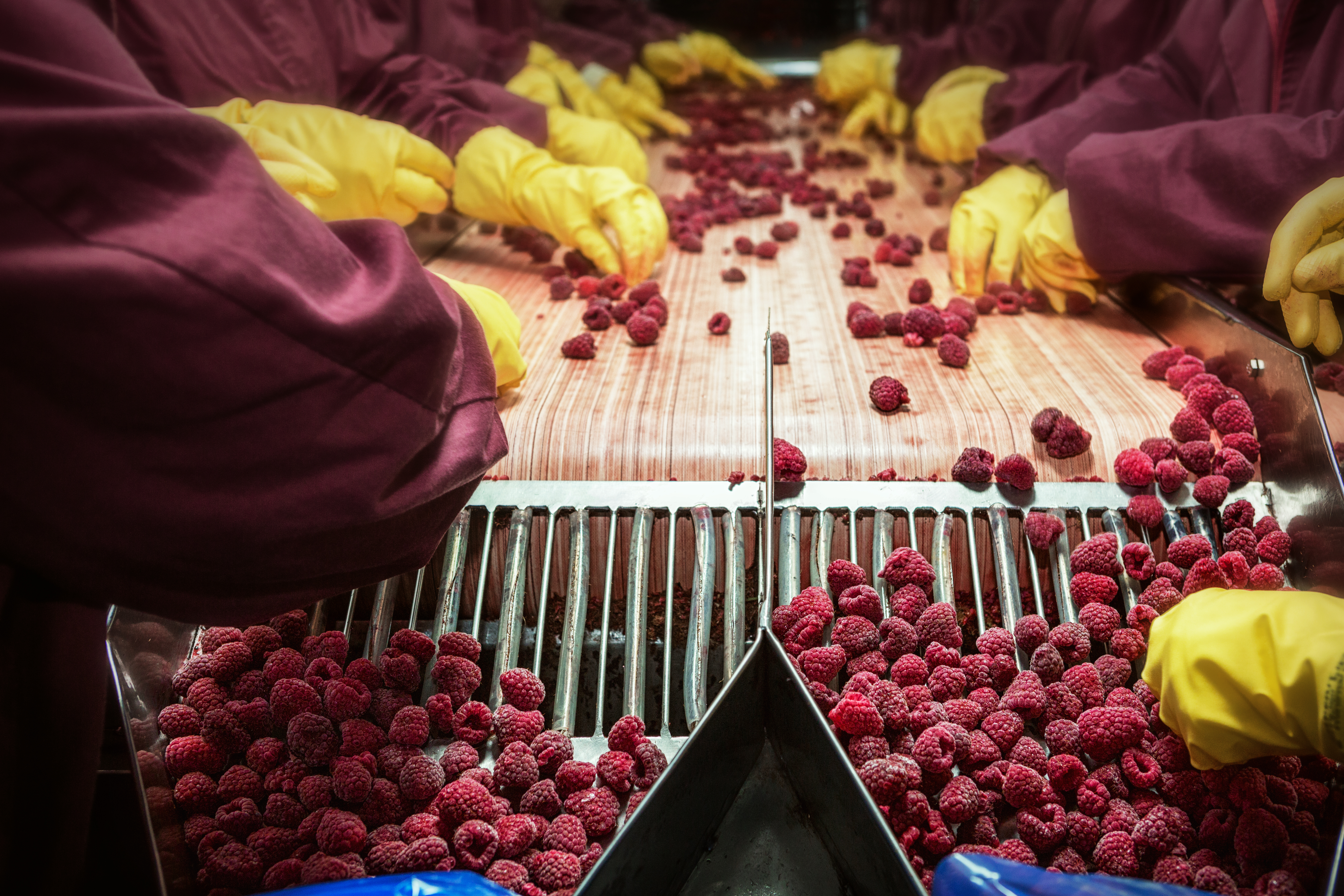 Workers on the assembly line in sorting frozen raspberries