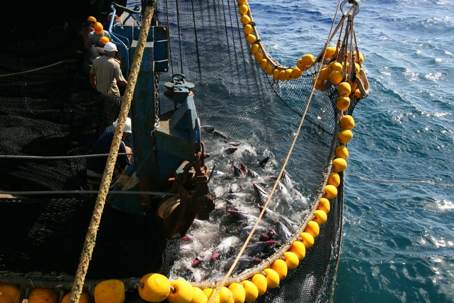 Atún amarillo en la red de un buque de atún