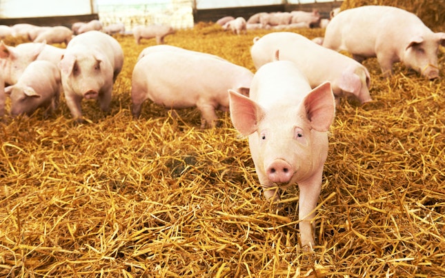 Young piglet on hay at pig farm