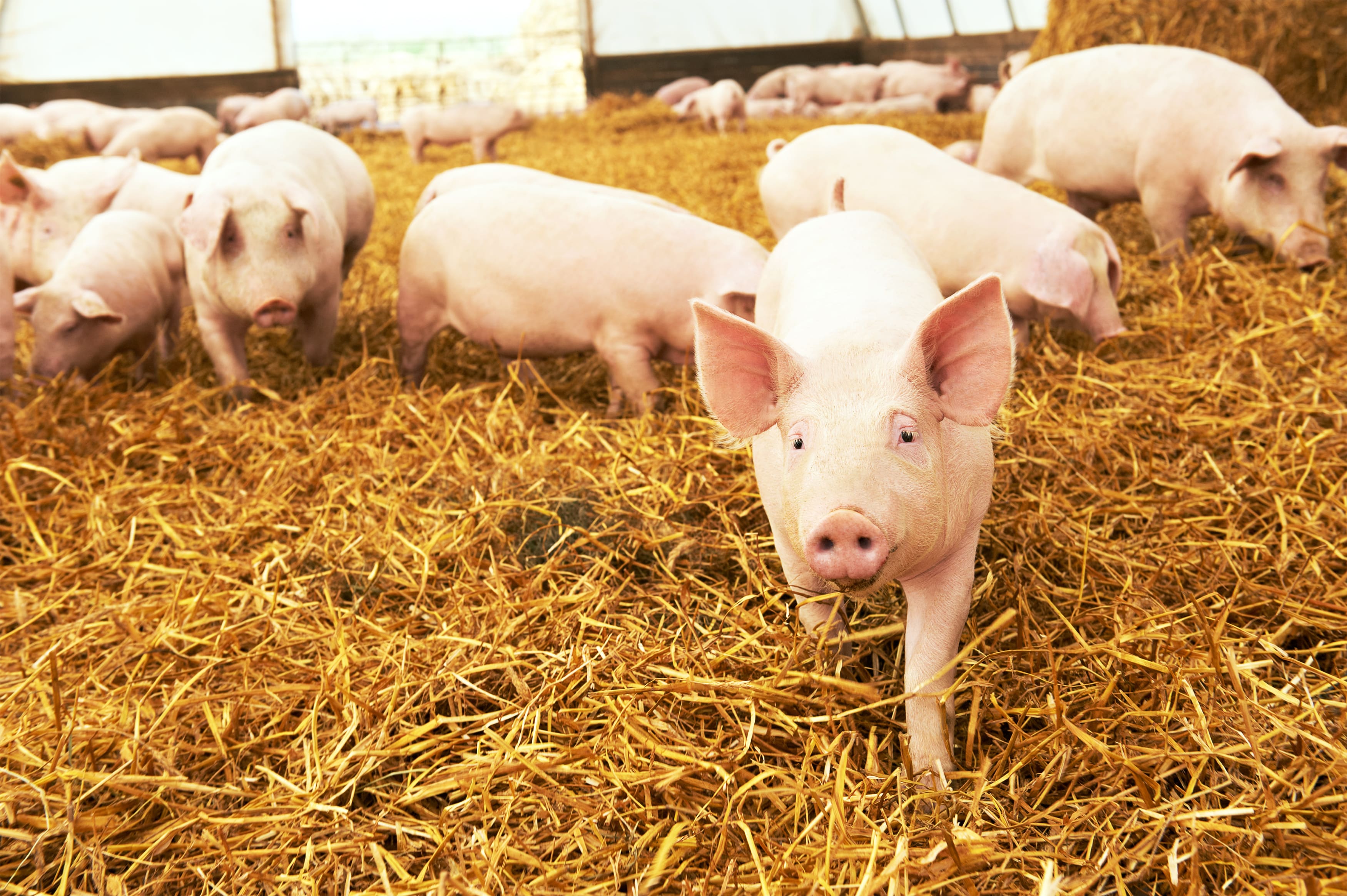 Young piglet on hay at pig farm