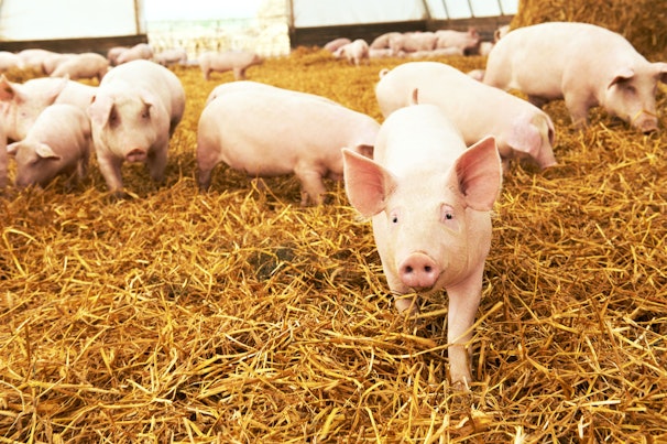 돼지 농장에서 건초 위에 앉아 있는 어린 돼지