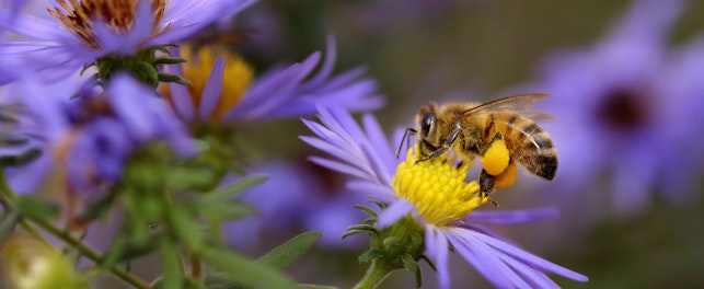 Agentes polinizadores: quem são e porque são essenciais