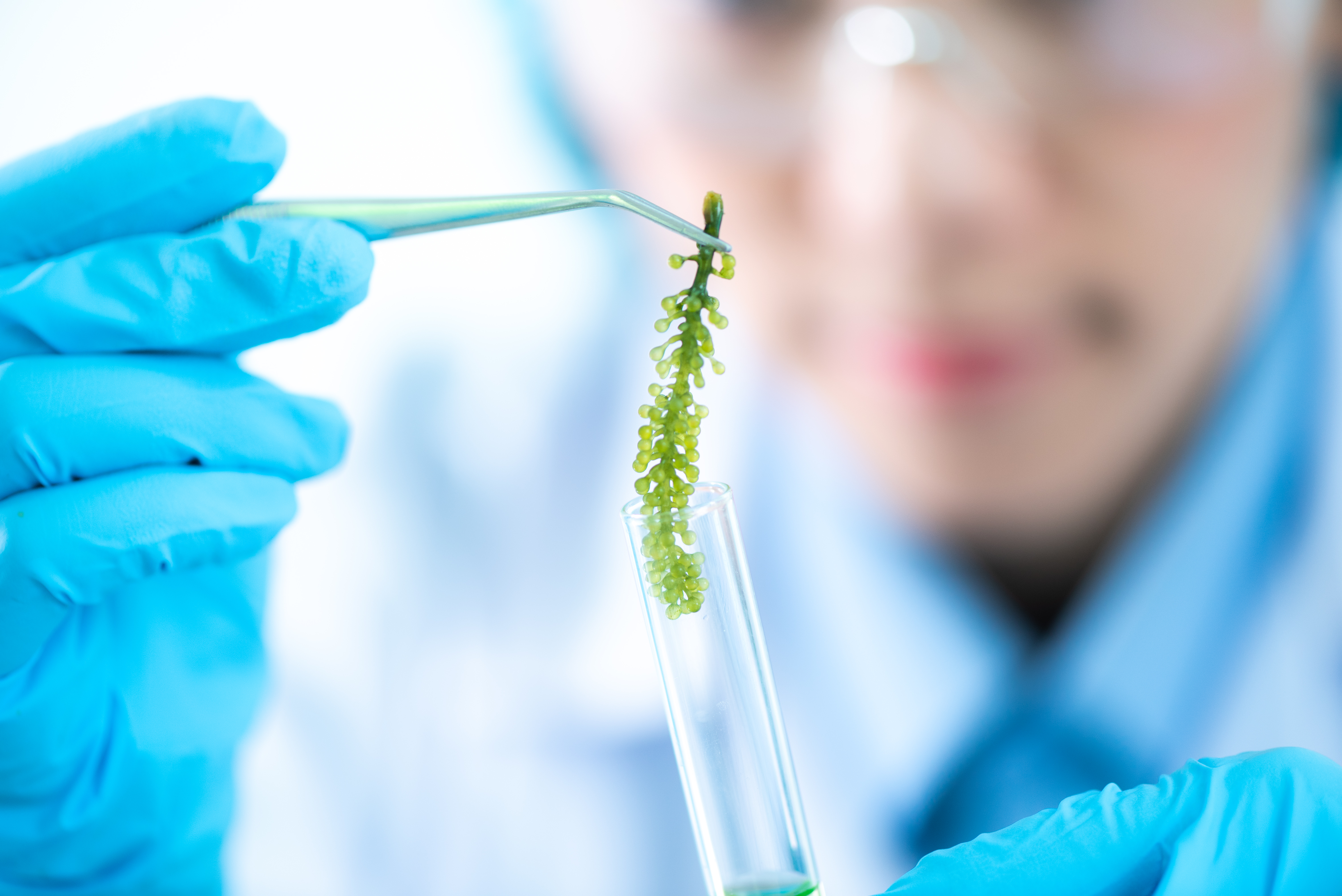 Biofuel research process in laboratory