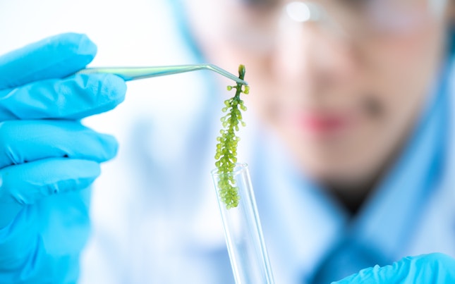 Biofuel research process in laboratory