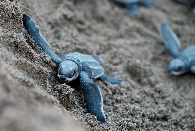 Blue Baby Turtles on Sand