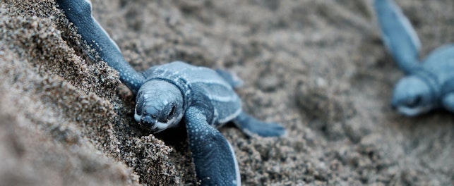 Blue Baby Turtles on Sand