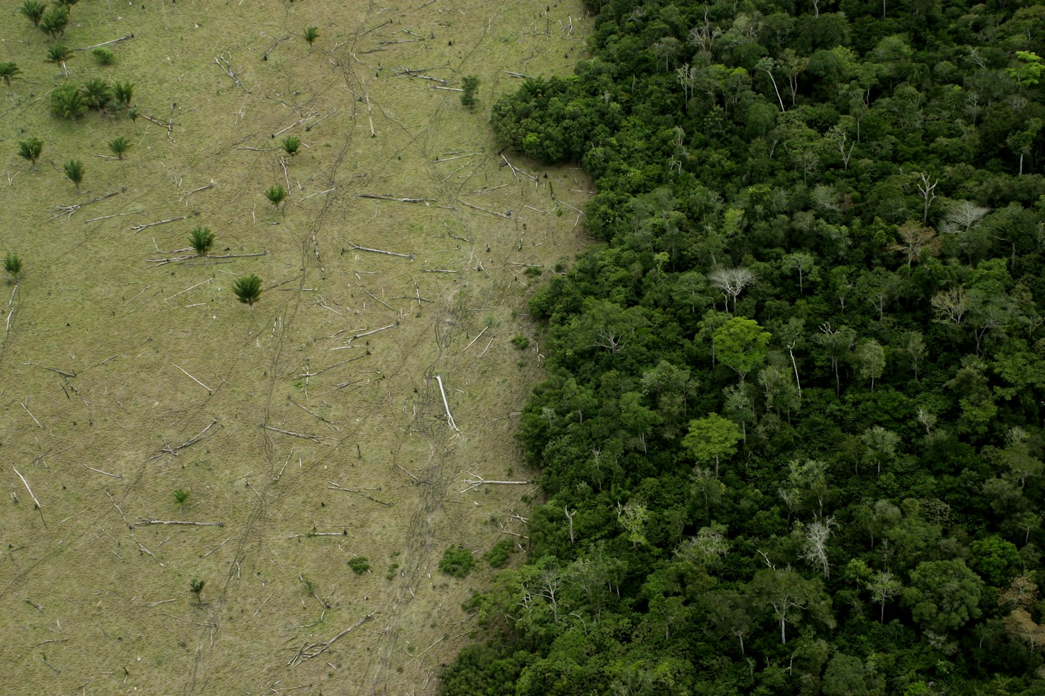 Deforested Amazon Forest