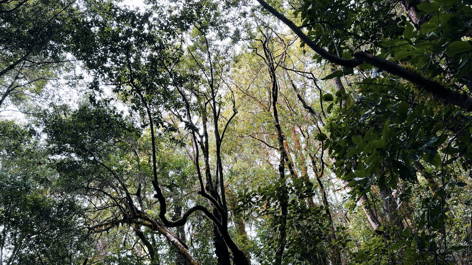 Forest Canopy