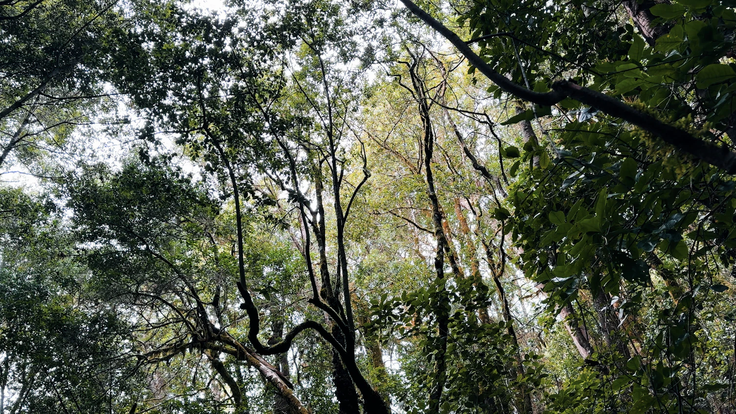 Forest Canopy