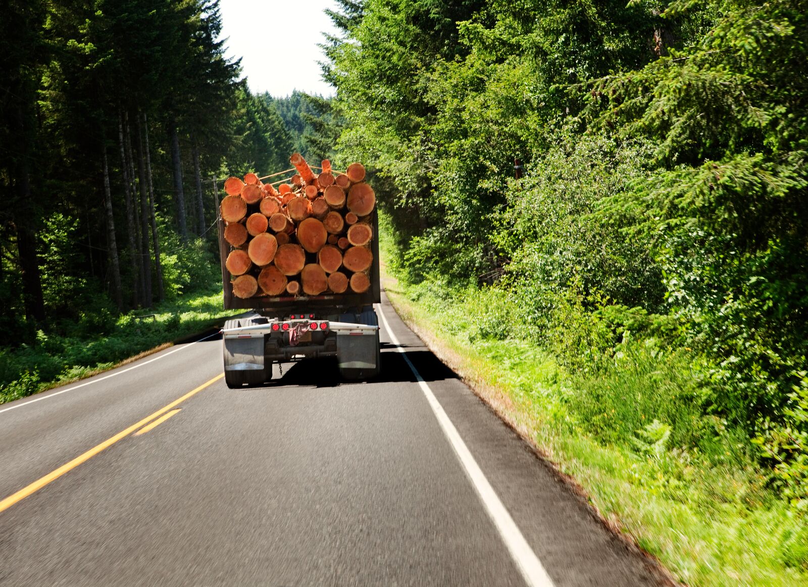 Freshly Chopped Tree Logs Stacked up on a Truck
