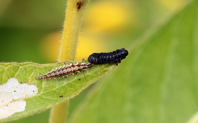 Diverse probe de laborator