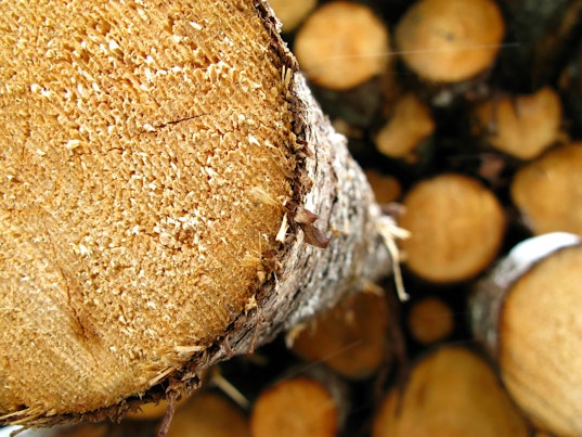 Log closeup