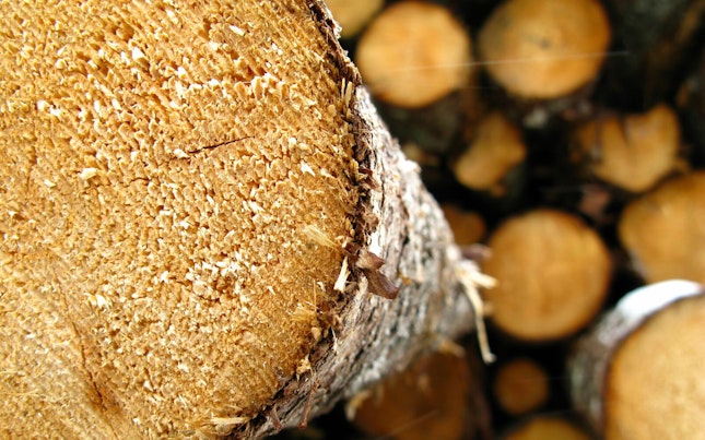 Log closeup