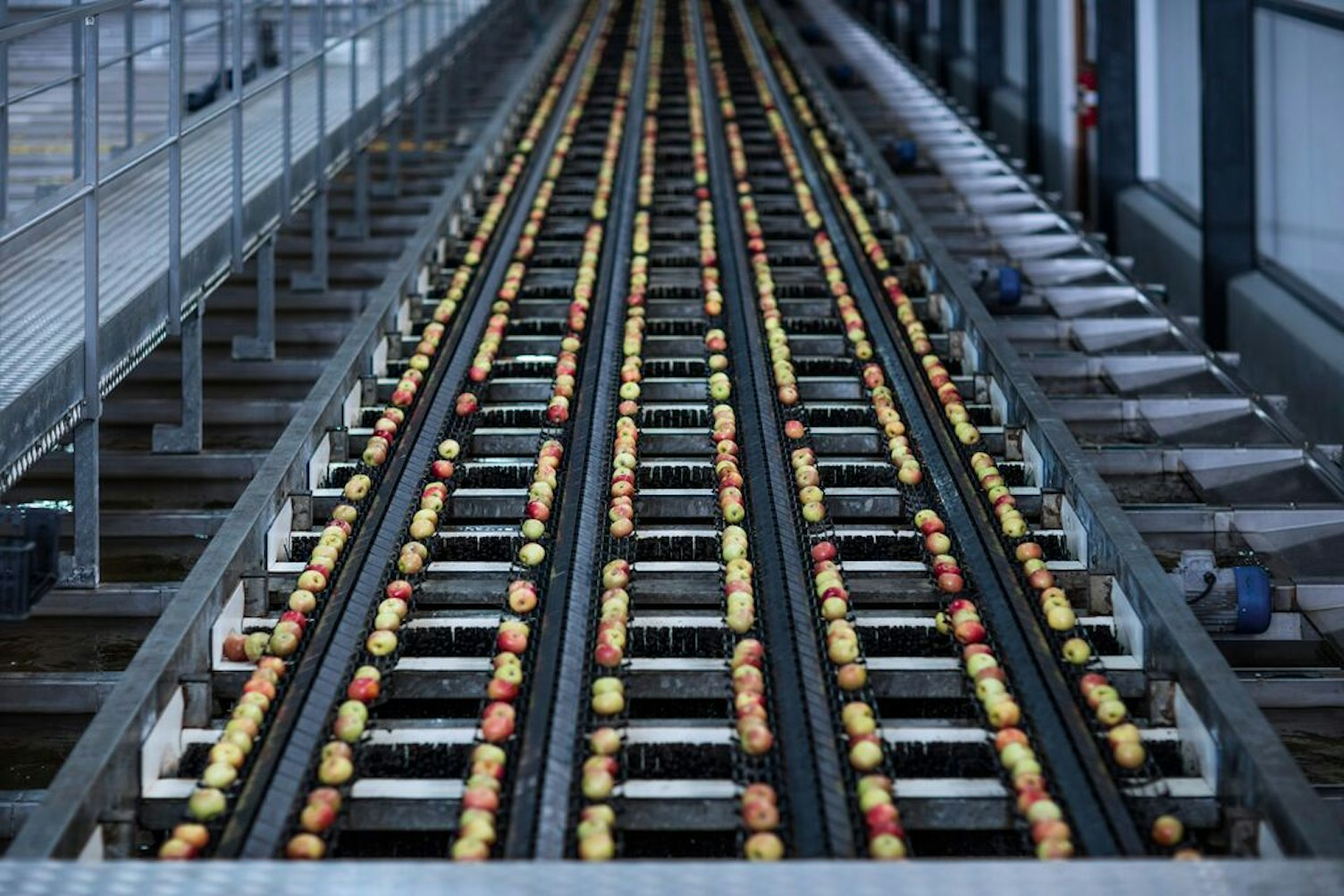 ภาพขนาดกลางแอปเปิ้ลบนสายพานลำเลียงในโรงงาน