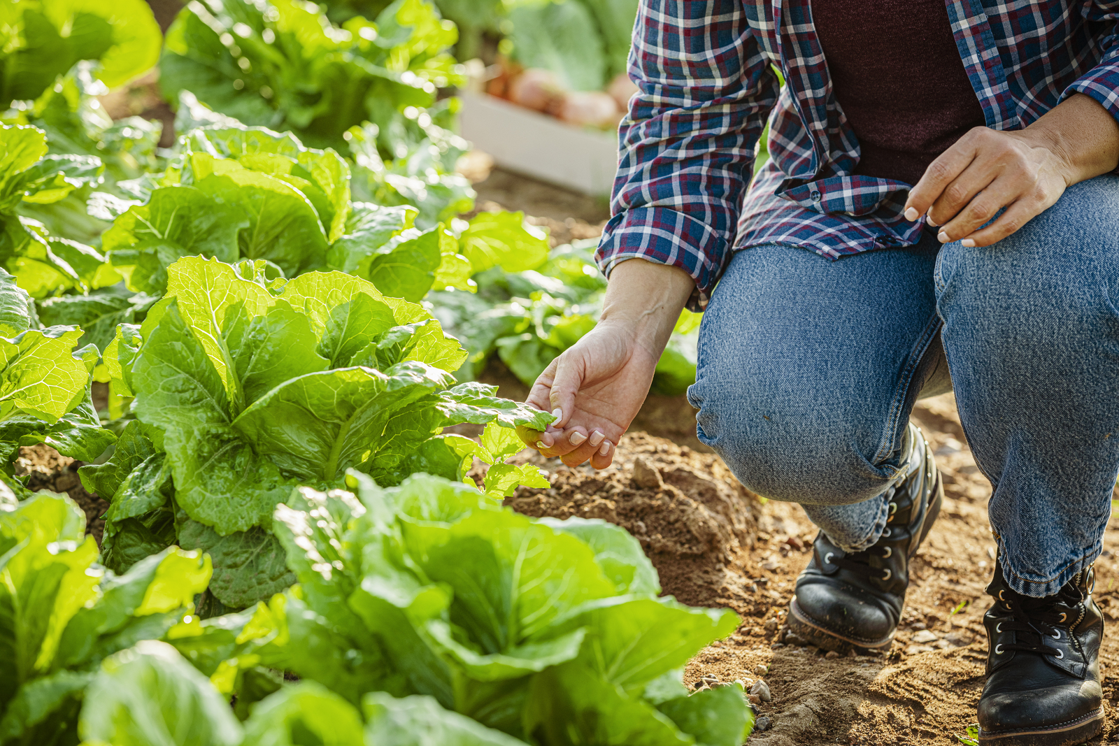 Microbioma do solo chave para uma agricultura sustentável