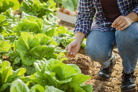 Microbioma do solo chave para uma agricultura sustentável