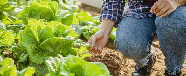 Microbioma do solo chave para uma agricultura sustentável