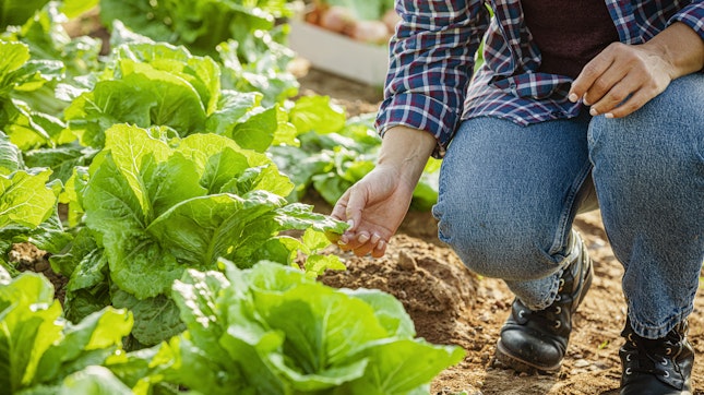 Microbioma do solo chave para uma agricultura sustentável Microbioma do solo chave para uma agricultura sustentável