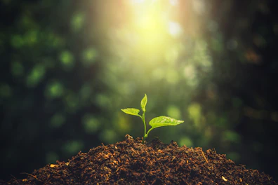 Young Plant Growing