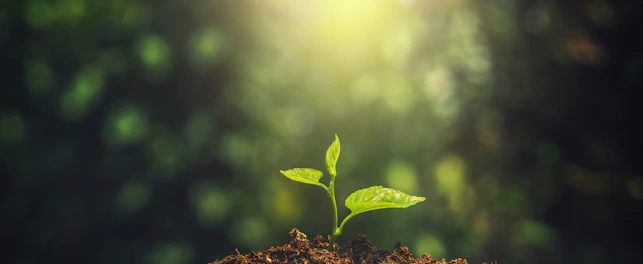 Young Plant Growing